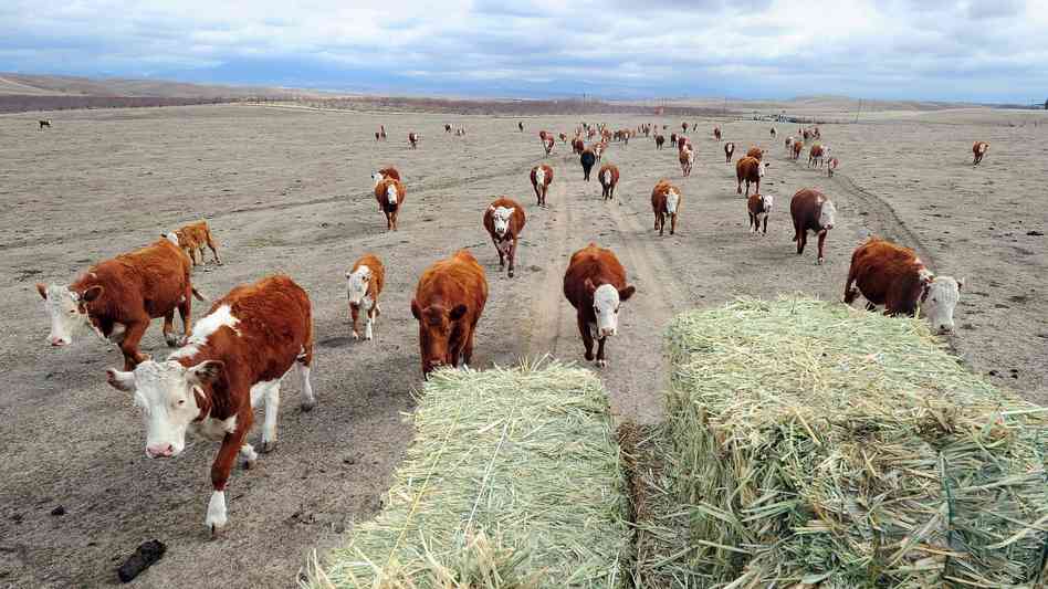 cattle_in_drought_wide_837906ec97ba5977db23bc662a33e7c67dcd121e_s6_c30_1_.542b0eb072ac2