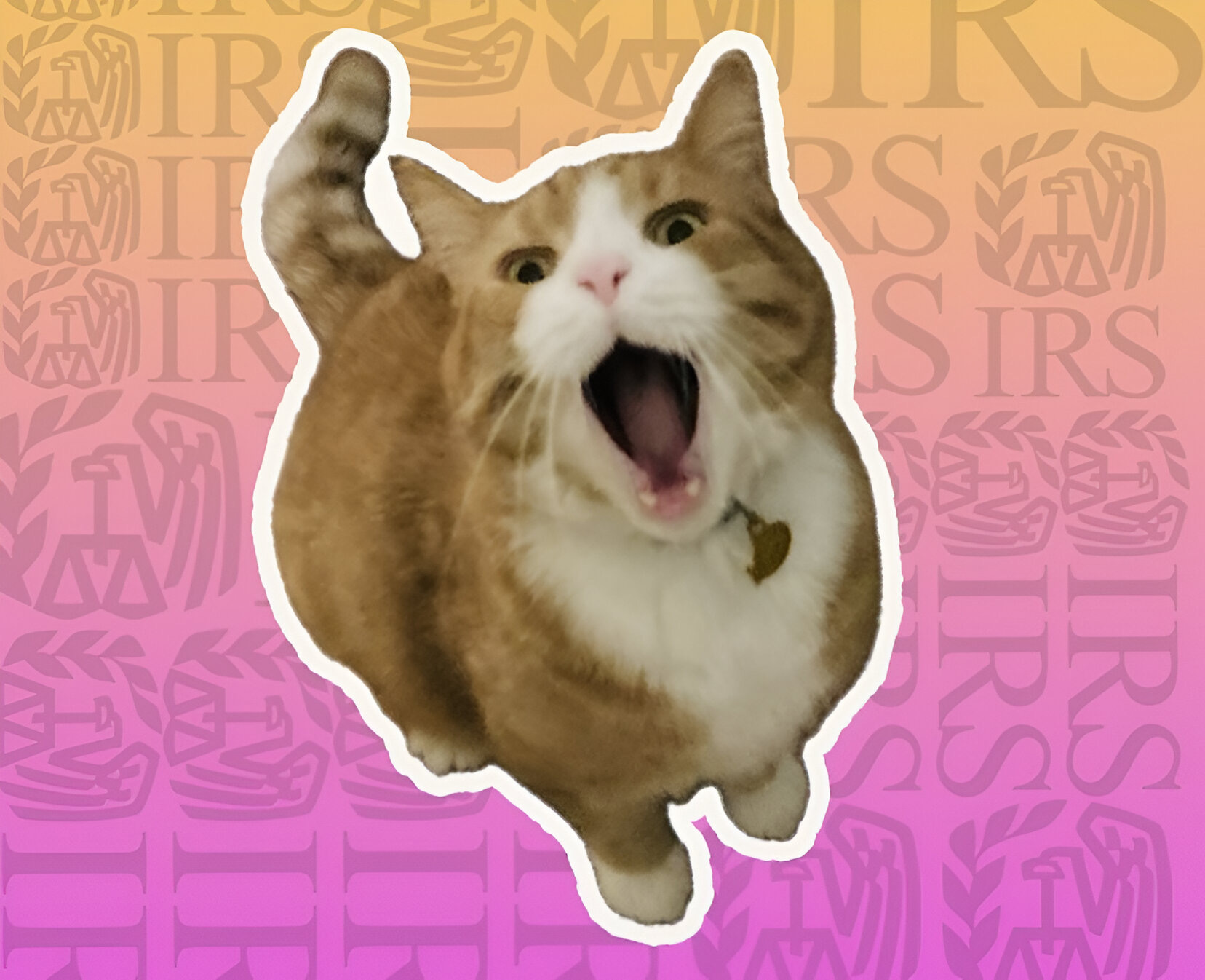 Danny Werfel’s Cat Is the IRS’s New Social Media Darling
